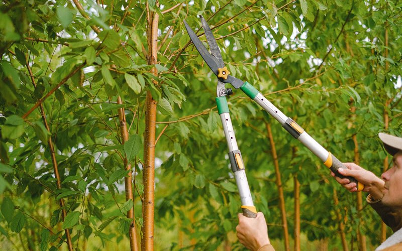 Tree trimming in Freeman, WV
